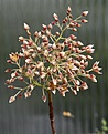 Нажмите на изображение для увеличения.

Название:	Pachycormus_discolor_IMG_8199.jpg
Просмотров:	211
Размер:	98.2 Кб
ID:	307630