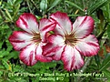 Нажмите на изображение для увеличения.

Название:	EvaxcrispumxBlackRubyxMoonlightFairyseedling10.JPG
Просмотров:	191
Размер:	155.5 Кб
ID:	307653
