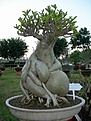 Нажмите на изображение для увеличения.

Название:	big_caudex_02.jpg
Просмотров:	180
Размер:	52.4 Кб
ID:	307658