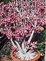 Нажмите на изображение для увеличения.

Название:	A.multiflorum_GR.jpg
Просмотров:	167
Размер:	137.1 Кб
ID:	307665