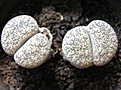 Нажмите на изображение для увеличения.

Название:	Lithops.JPG
Просмотров:	180
Размер:	29.9 Кб
ID:	307670