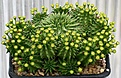 Нажмите на изображение для увеличения.

Название:	Euphorbia_susannae_IMG_2861.jpg
Просмотров:	740
Размер:	133.6 Кб
ID:	307680