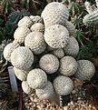 Нажмите на изображение для увеличения.

Название:	Euphorbia_piscidermis_IMG_3880.jpg
Просмотров:	939
Размер:	188.2 Кб
ID:	307681