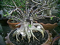 Нажмите на изображение для увеличения.

Название:	a_bonsai.jpg
Просмотров:	201
Размер:	97.3 Кб
ID:	307683