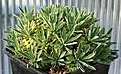 Нажмите на изображение для увеличения.

Название:	Euphorbia_x_IMG_8355.jpg
Просмотров:	877
Размер:	133.1 Кб
ID:	307689