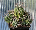 Нажмите на изображение для увеличения.

Название:	Euphorbia_stellaespina_IMG_8363.jpg
Просмотров:	854
Размер:	179.4 Кб
ID:	307690
