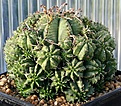 Нажмите на изображение для увеличения.

Название:	Euphorbia_valida_IMG_8368.jpg
Просмотров:	898
Размер:	188.1 Кб
ID:	307691