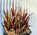 Нажмите на изображение для увеличения.

Название:	Haworthia_angustifolia_IB8558Suurberg_IMG_8372.jpg
Просмотров:	215
Размер:	151.3 Кб
ID:	307692