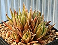 Нажмите на изображение для увеличения.

Название:	Haworthia_petrophila_JDV86-67KarsrivierNNEofBredasdorp_IMG_8375.jpg
Просмотров:	188
Размер:	148.8 Кб
ID:	307693