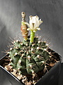 Нажмите на изображение для увеличения.

Название:	Gymnocalycium_anisitsii.01.jpg
Просмотров:	232
Размер:	197.9 Кб
ID:	307697