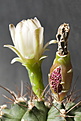 Нажмите на изображение для увеличения.

Название:	Gymnocalycium_anisitsii.02.jpg
Просмотров:	243
Размер:	153.3 Кб
ID:	307698