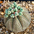 Нажмите на изображение для увеличения.

Название:	Euphorbia_obesa_fruits_IMG_2049.jpg
Просмотров:	360
Размер:	94.0 Кб
ID:	307701