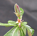 Нажмите на изображение для увеличения.

Название:	adenium_carpus1.jpg
Просмотров:	163
Размер:	84.8 Кб
ID:	307779