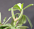 Нажмите на изображение для увеличения.

Название:	adenium_carpus2.jpg
Просмотров:	159
Размер:	82.0 Кб
ID:	307780
