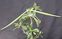 Нажмите на изображение для увеличения.

Название:	adenium_carpus3.jpg
Просмотров:	165
Размер:	95.5 Кб
ID:	307781