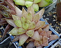 Нажмите на изображение для увеличения.

Название:	H.reticulata-Terras-ISI1090.jpg
Просмотров:	209
Размер:	81.1 Кб
ID:	307834