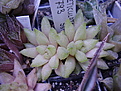 Нажмите на изображение для увеличения.

Название:	H.reticulata-Wolkloof-IB793SS1202.jpg
Просмотров:	210
Размер:	78.8 Кб
ID:	307835