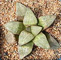 Нажмите на изображение для увеличения.

Название:	Haworthia_emelyae_var_emelyae_GM267.jpg
Просмотров:	179
Размер:	201.4 Кб
ID:	307848