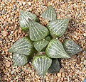 Нажмите на изображение для увеличения.

Название:	Haworthia_emelyae_var_comptoniana.jpg
Просмотров:	200
Размер:	204.4 Кб
ID:	307849