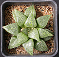 Нажмите на изображение для увеличения.

Название:	Haworthia_emelyae_var_comptoniana2.jpg
Просмотров:	177
Размер:	168.8 Кб
ID:	307850