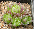 Нажмите на изображение для увеличения.

Название:	Haworthia_leightonii_IB3745.jpg
Просмотров:	183
Размер:	141.0 Кб
ID:	307851
