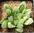 Нажмите на изображение для увеличения.

Название:	Haworthia_cooperiXmaughanii_variegated.jpg
Просмотров:	165
Размер:	158.5 Кб
ID:	307871