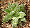 Нажмите на изображение для увеличения.

Название:	Haworthia_cuspidata_variegated.jpg
Просмотров:	198
Размер:	161.2 Кб
ID:	307872