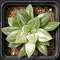 Нажмите на изображение для увеличения.

Название:	Haworthia_variegated.jpg
Просмотров:	188
Размер:	139.2 Кб
ID:	307873