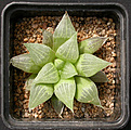 Нажмите на изображение для увеличения.

Название:	Haworthia_acuminata_nova_Vleesbaai.jpg
Просмотров:	210
Размер:	154.1 Кб
ID:	307874