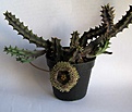Нажмите на изображение для увеличения.

Название:	Huernia hystrix-042.jpg
Просмотров:	380
Размер:	38.0 Кб
ID:	307885