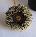 Нажмите на изображение для увеличения.

Название:	Huernia hystrix-037.jpg
Просмотров:	385
Размер:	59.8 Кб
ID:	307886