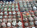Нажмите на изображение для увеличения.

Название:	IMG_4121.jpg
Просмотров:	178
Размер:	50.8 Кб
ID:	307909