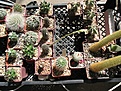 Нажмите на изображение для увеличения.

Название:	IMG_4131.jpg
Просмотров:	180
Размер:	247.9 Кб
ID:	307921