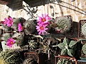Нажмите на изображение для увеличения.

Название:	IMG_4140.jpg
Просмотров:	156
Размер:	226.6 Кб
ID:	307930