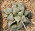 Нажмите на изображение для увеличения.

Название:	Haworthia_esterhuizenii_D+P_94-01.jpg
Просмотров:	204
Размер:	201.3 Кб
ID:	307969
