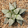 Нажмите на изображение для увеличения.

Название:	Haworthia_esterhuizenii_East_of_Albertina_exDP.jpg
Просмотров:	202
Размер:	218.8 Кб
ID:	307970