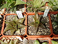 Нажмите на изображение для увеличения.

Название:	H_limifolia.jpg
Просмотров:	197
Размер:	261.3 Кб
ID:	307984