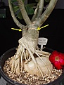 Нажмите на изображение для увеличения.

Название:	plantgraft.JPG
Просмотров:	178
Размер:	62.7 Кб
ID:	308010