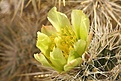 Нажмите на изображение для увеличения.

Название:	001-Cyl-echinocarpa.jpg
Просмотров:	227
Размер:	63.6 Кб
ID:	308055