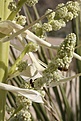 Нажмите на изображение для увеличения.

Название:	007-Nolina-bees.jpg
Просмотров:	233
Размер:	67.3 Кб
ID:	308067