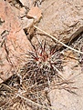 Нажмите на изображение для увеличения.

Название:	010-Ech-engelmannii-seedling.jpg
Просмотров:	207
Размер:	121.1 Кб
ID:	308069
