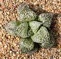 Нажмите на изображение для увеличения.

Название:	Haworthia_magnifica_nova_GM320_aff_splendens.jpg
Просмотров:	165
Размер:	199.2 Кб
ID:	308088