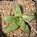 Нажмите на изображение для увеличения.

Название:	Haworthia_beukmannii_Nethercourt.jpg
Просмотров:	180
Размер:	179.7 Кб
ID:	308089