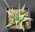 Нажмите на изображение для увеличения.

Название:	Haworthia_mirabilis_rubrodentata.jpg
Просмотров:	183
Размер:	113.7 Кб
ID:	308090