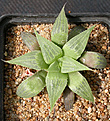 Нажмите на изображение для увеличения.

Название:	Haworthia_retusa_acuminata_Gouritzmond.jpg
Просмотров:	147
Размер:	160.6 Кб
ID:	308091