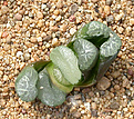 Нажмите на изображение для увеличения.

Название:	Haworthia_truncata_Hokkyokusei.jpg
Просмотров:	190
Размер:	153.7 Кб
ID:	308093
