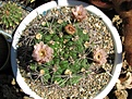Нажмите на изображение для увеличения.

Название:	Gymnocalycium_saglionis.jpg
Просмотров:	368
Размер:	77.2 Кб
ID:	308125