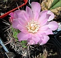 Нажмите на изображение для увеличения.

Название:	Gymnocalycium_horridispinum.jpg
Просмотров:	309
Размер:	50.6 Кб
ID:	308127