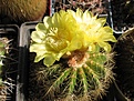 Нажмите на изображение для увеличения.

Название:	Eriocactus_warasii.jpg
Просмотров:	352
Размер:	73.6 Кб
ID:	308128