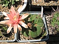 Нажмите на изображение для увеличения.

Название:	Gymnocalycium_horstii.jpg
Просмотров:	351
Размер:	67.3 Кб
ID:	308130